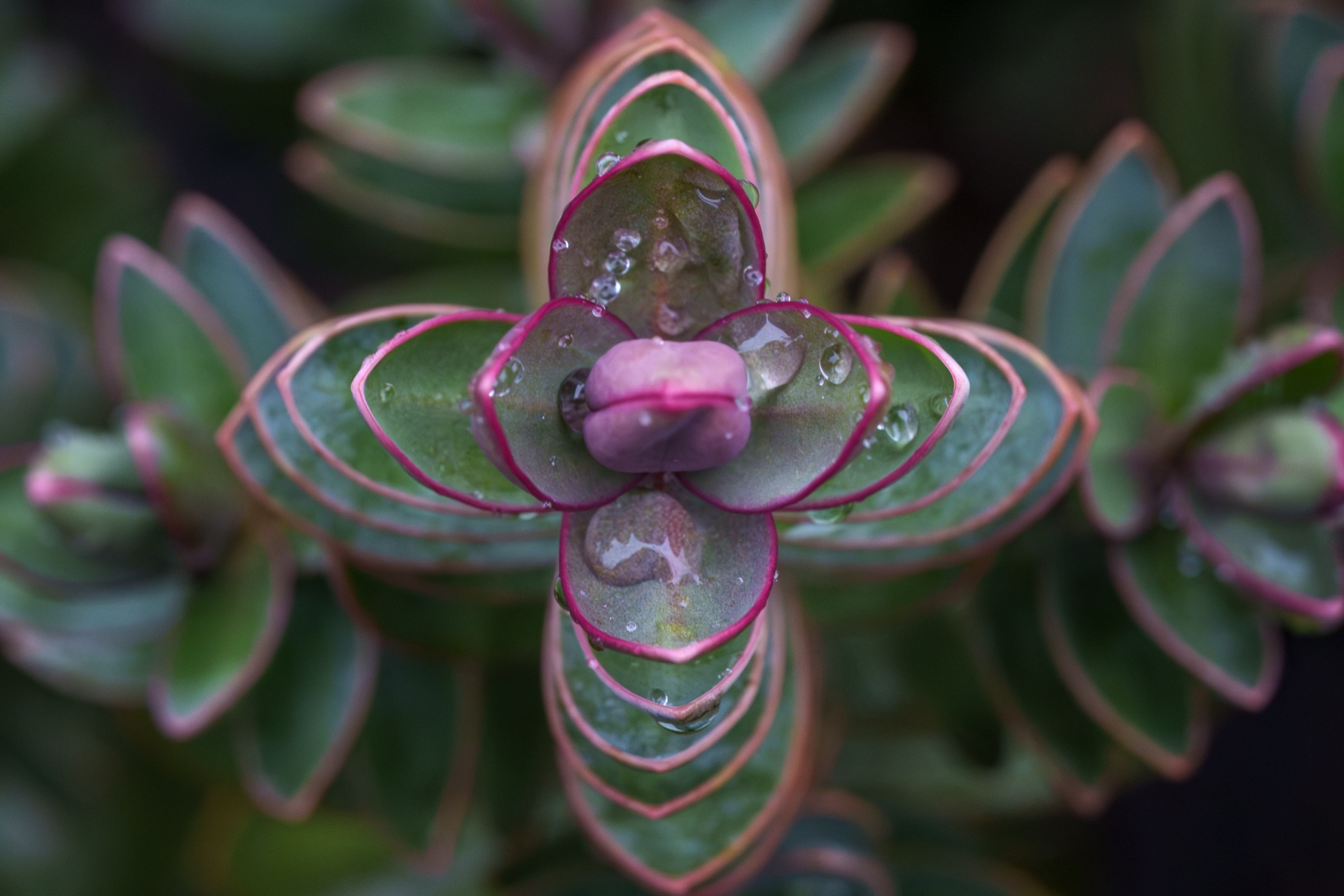 Succulent plant overhead, pink-edged leaves in perfect symmetry with dew